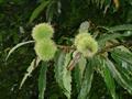 Castanea Sativa